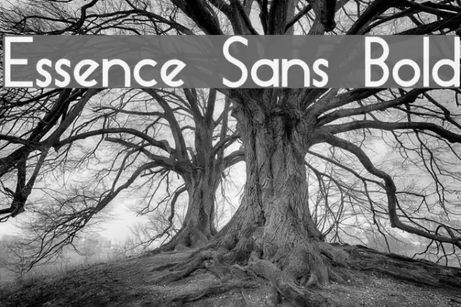 Essence Sans Bold Font examples