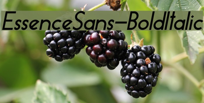 EssenceSans-BoldItalic Font examples