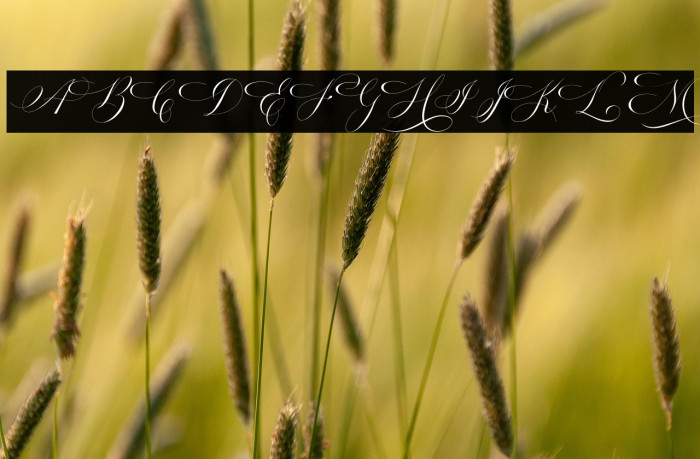 Estarossa DEMO Example 3