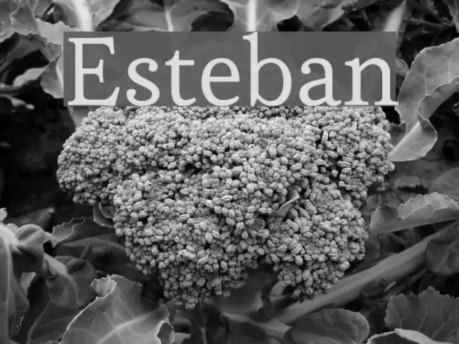 Esteban Schriftart examples