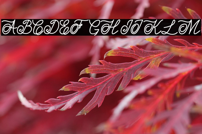 Estonia Polices examples