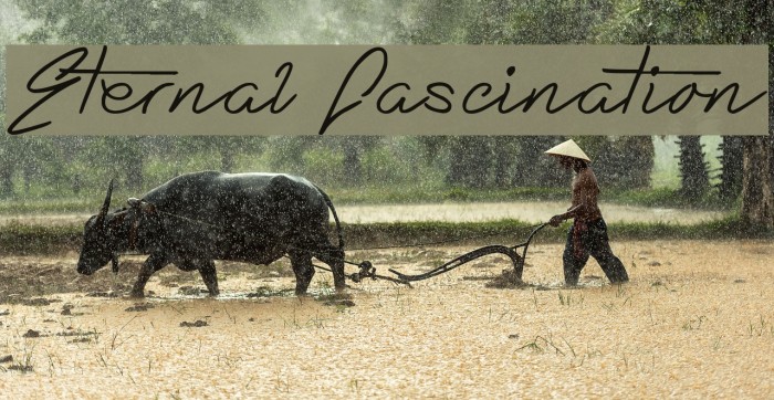 Eternal Fascination Font examples