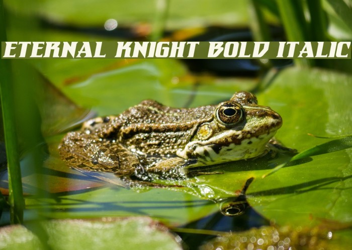 Eternal Knight Bold Italic Font examples