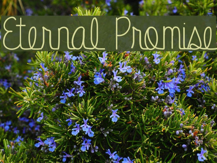 Eternal Promise Font examples