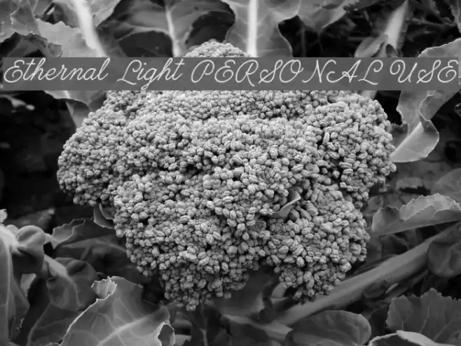 Ethernal Light PERSONAL USE フォント examples