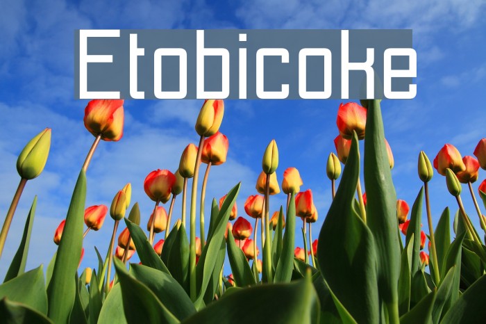 Etobicoke Font examples