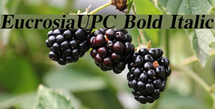 EucrosiaUPC Bold Italic Font examples