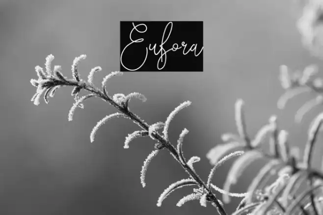 Eufora Example 1