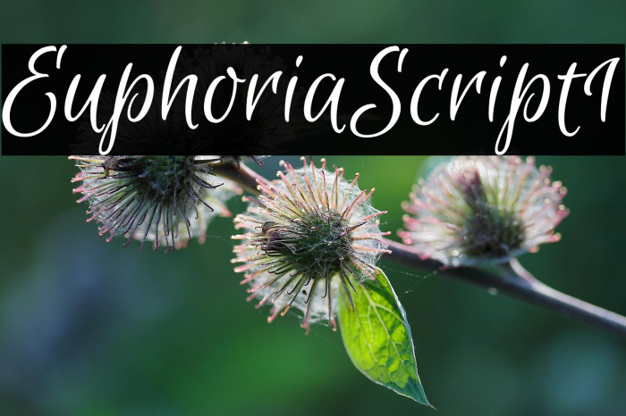 Euphoria Script1 Example 2