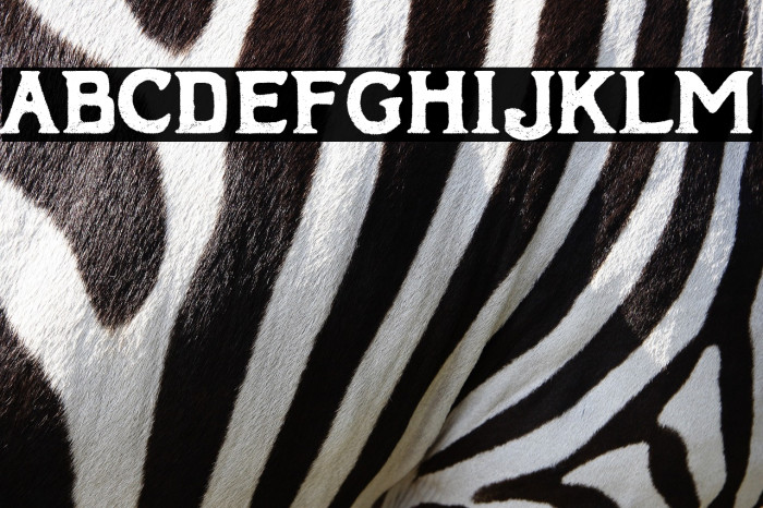 European Denim Brand Example 1