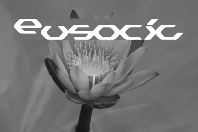 Eusocia Font examples