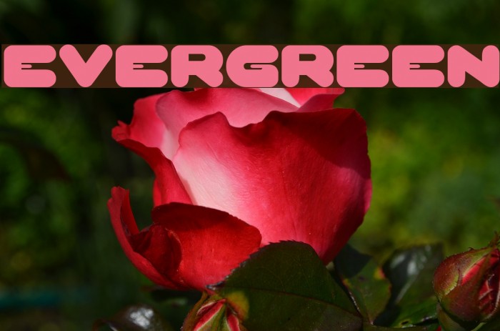 EVERGREEN Font examples