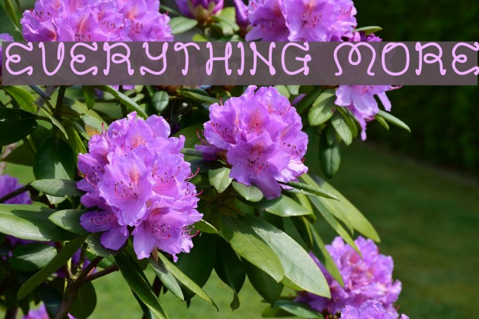 EVERYTHING MORE Example 2