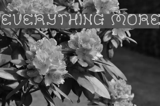 EVERYTHING MORE Font examples