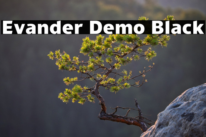 Evander Demo Black Example 2