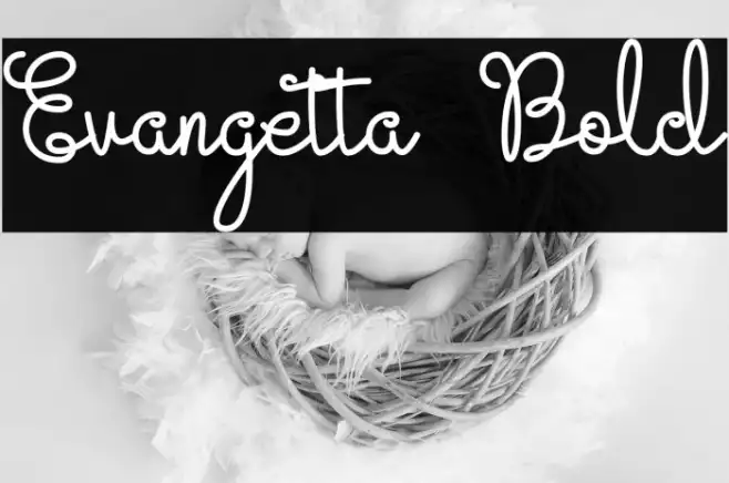 Evangetta Bold Example 1
