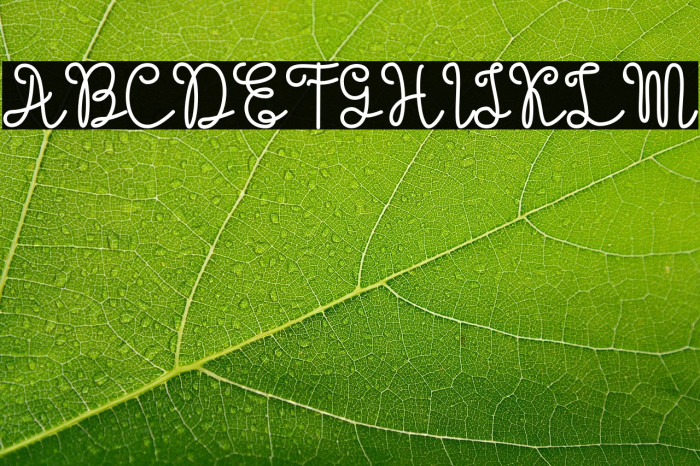 Evangetta-Bold Example 2