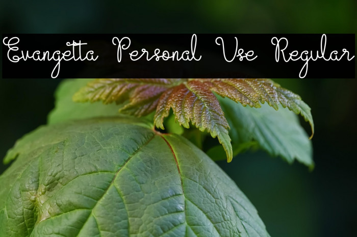 Evangetta Personal Use Regular Example 1