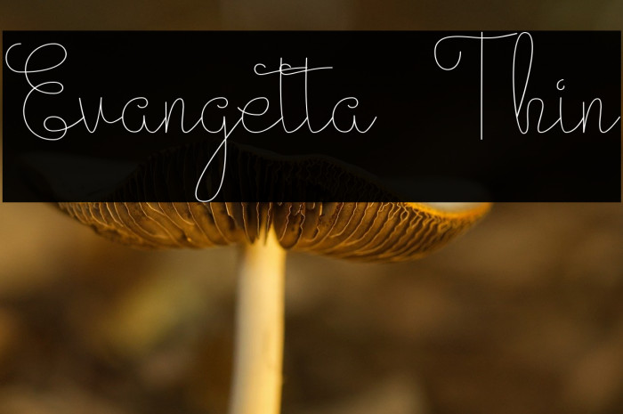 Evangetta Thin Example 1