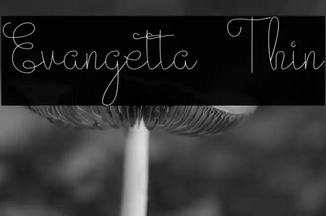 Evangetta Thin Font examples
