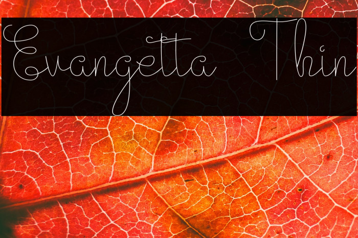 Evangetta Thin Example 2