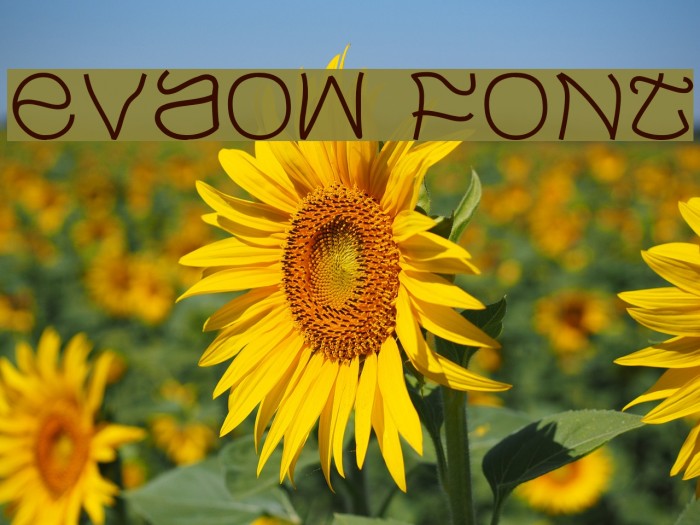 Evaow Font examples