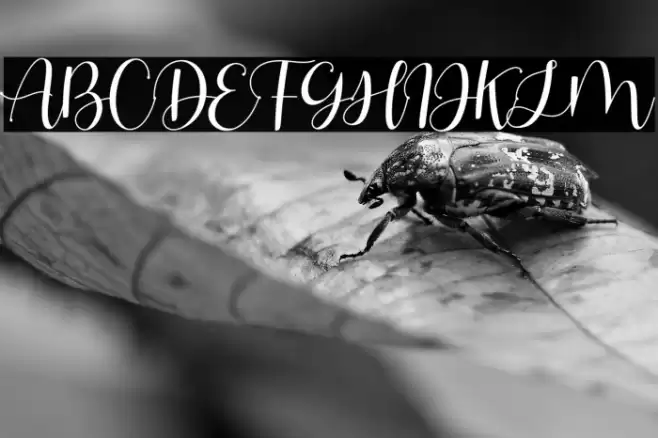 Eve Adam Font examples