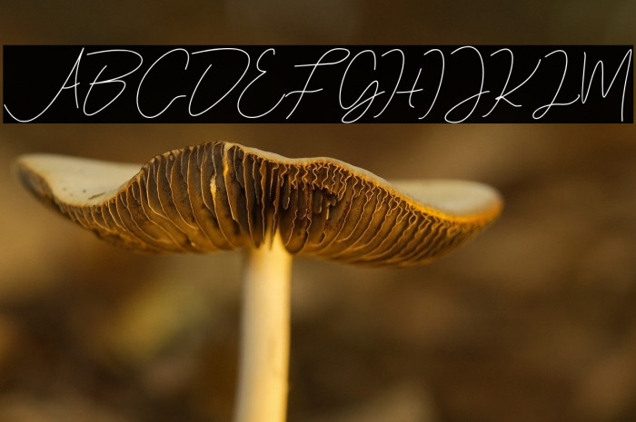 EvelineCara Example 2