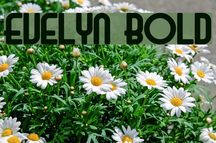 Evelyn Bold Font examples