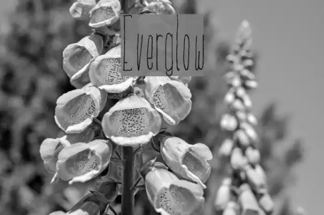 Everglow Font examples