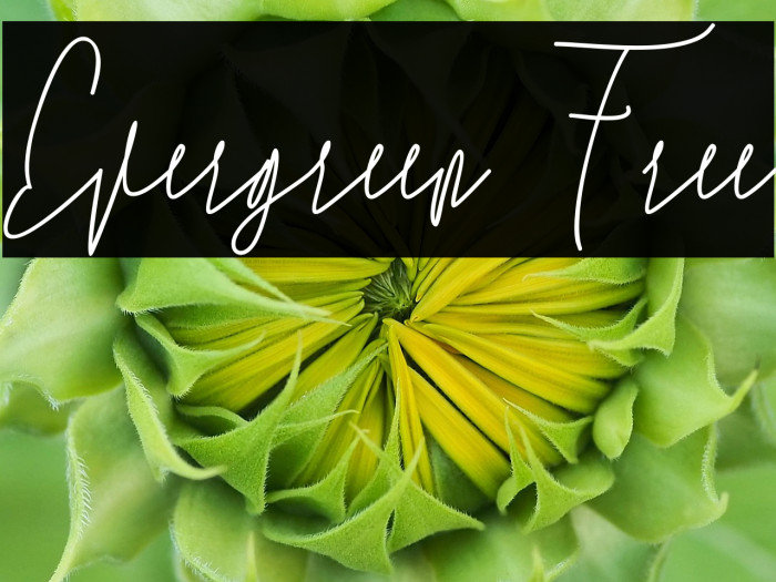 Evergreen Free Example 3