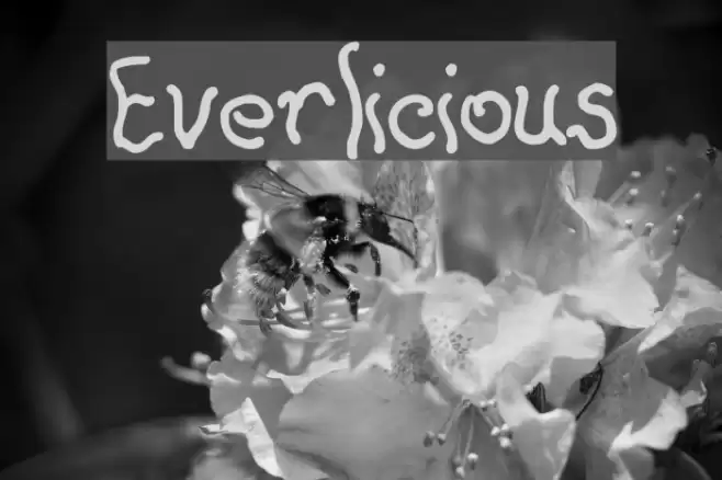 Everlicious Schriftart examples