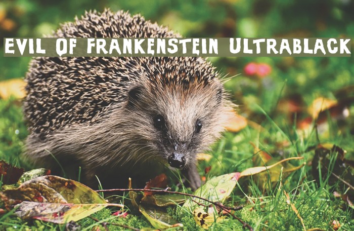 Evil Of Frankenstein UltraBlack Font examples