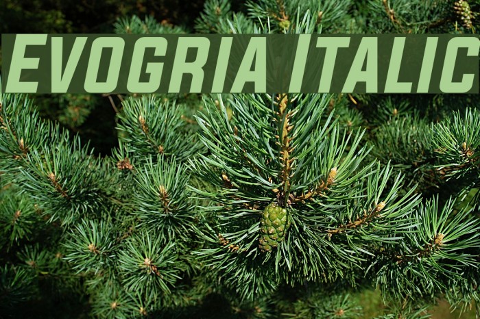 Evogria Italic Font examples