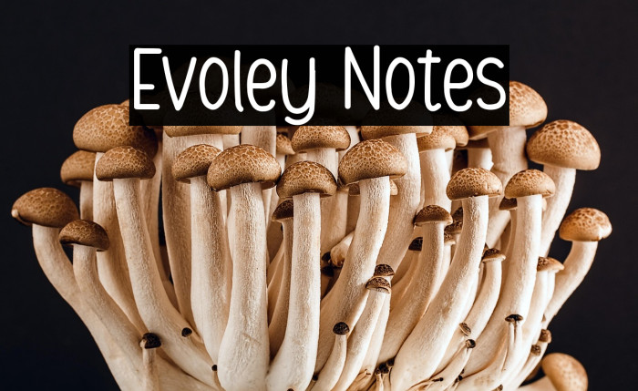 Evoley Notes Example 2