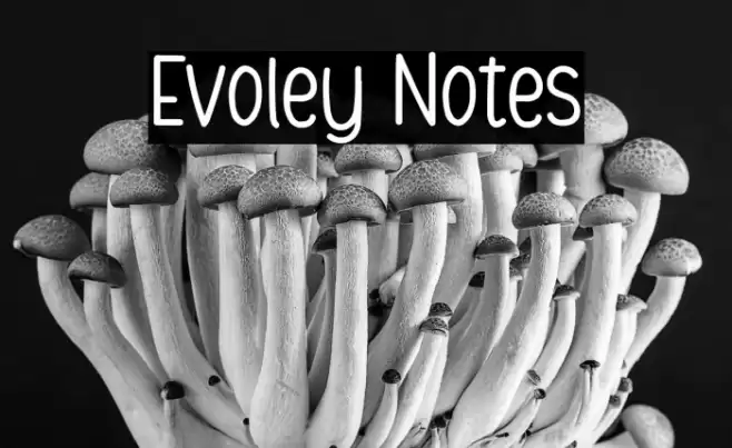 Evoley Notes Font examples