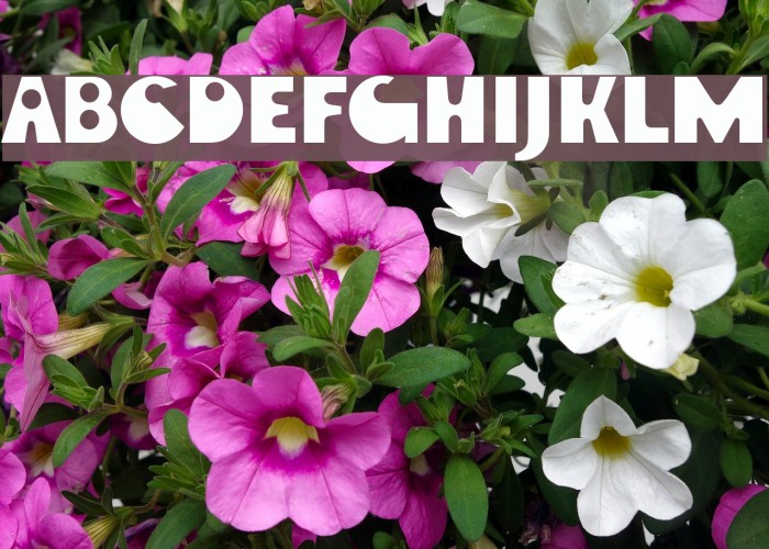 EwieD Font examples