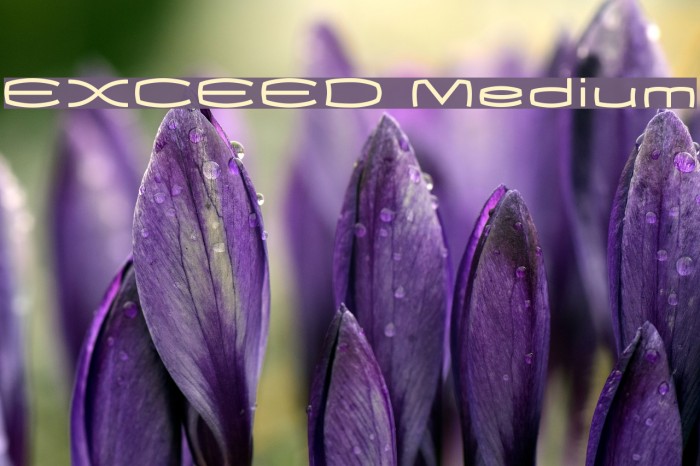 EXCEED Medium Font examples
