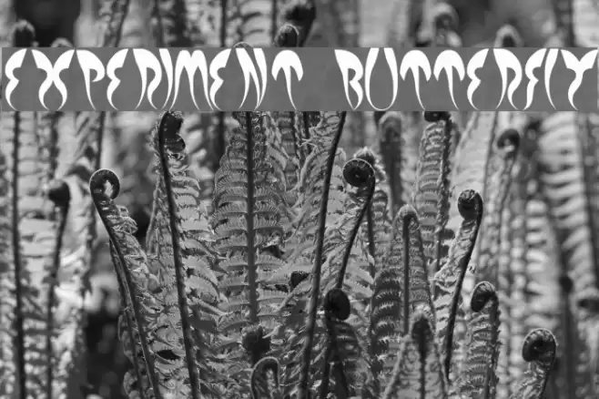 EXPERIMENT BUTTERFLY Polices examples