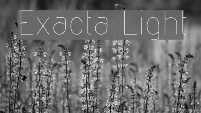 Exacta Light Example 1