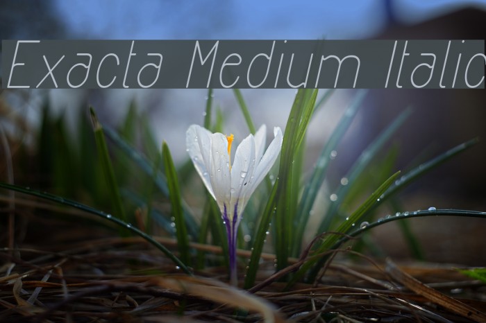 Exacta Medium Italic Font examples