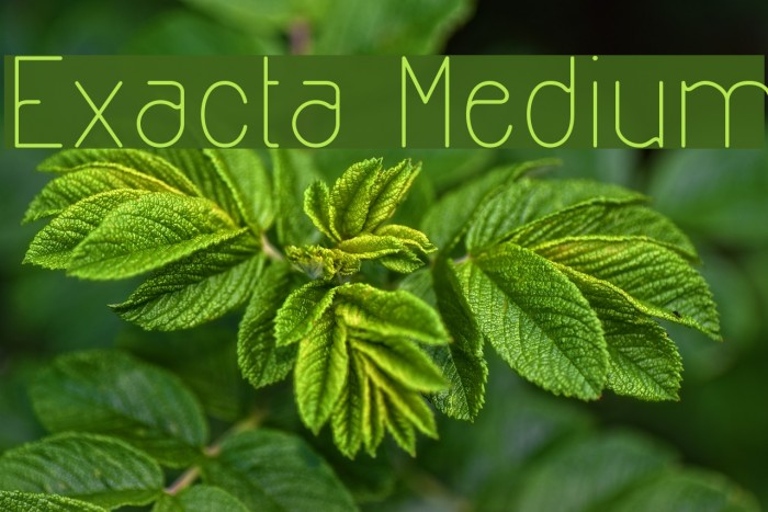 Exacta Medium Font examples