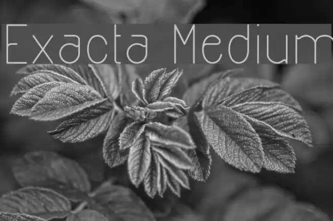 Exacta Medium Example 2