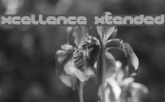 Excellence Extended Fuentes examples