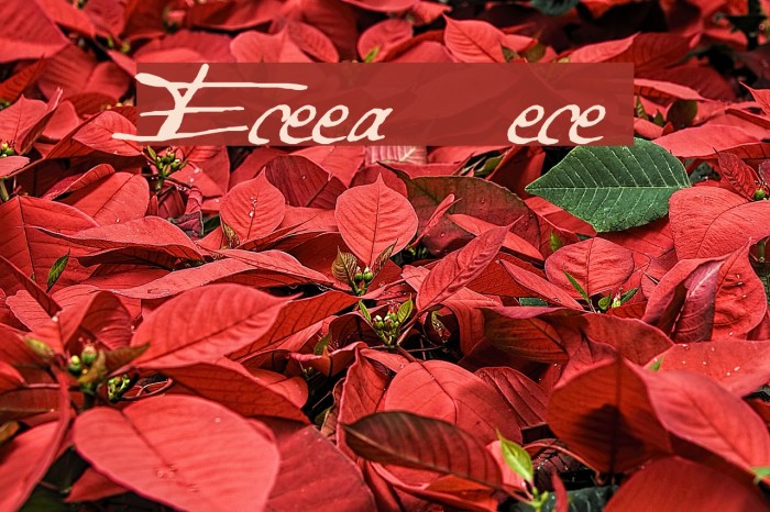 Excellentia in excelsis Fonte examples