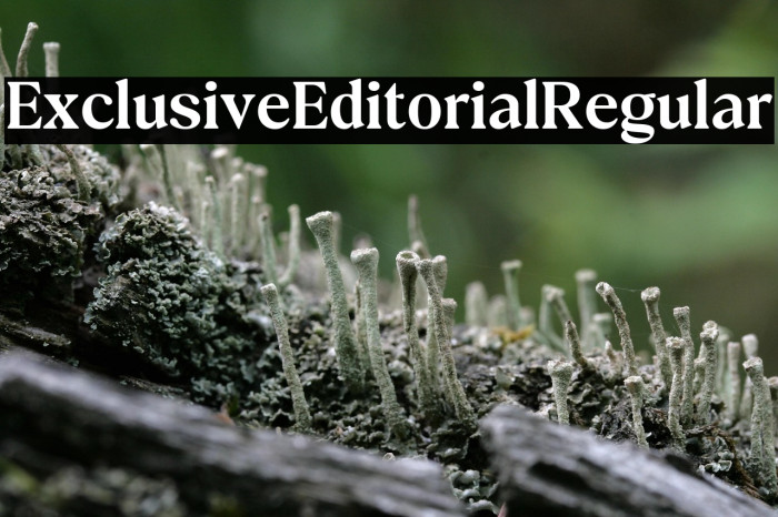 Exclusive Editorial Regular Example 2