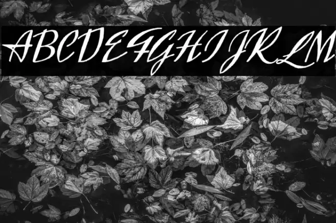 Exclusivite Font examples