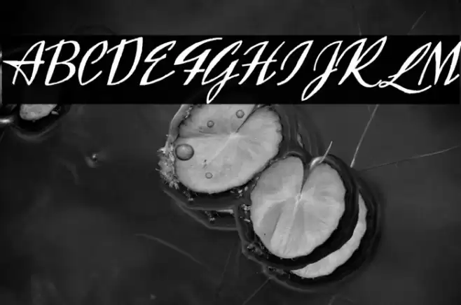 Exclusivite Font examples