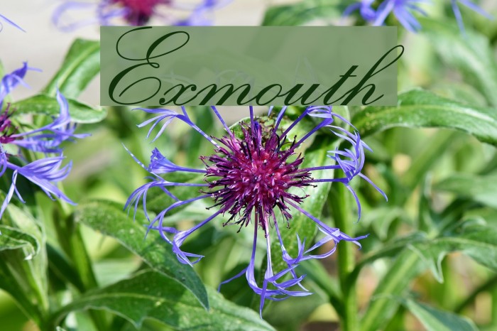 Exmouth フォント examples