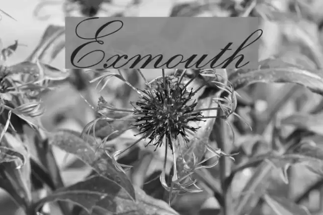 Exmouth Font examples